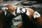 レッサーパンダ.jpg